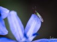 Bunte Fliege auf einem Blaustern am 29. März 2022