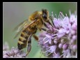 Josef Sommerer - Hummel - Landesmeisterschaften für Fotografie