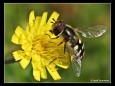 Josef Sommerer - Schwebfliege - Landesmeisterschaften für Fotografie