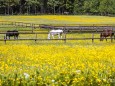 blumenwiese-pferde-gruenau-6205