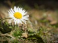 Gänseblümchen in Mariazell am 17.3.2012