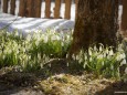 Schneeglöckchen in Mariazell am 17.3.2012