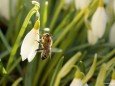 Schneeglöckchen mit Biene in Mariazell am 17.3.2012