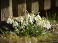 Schneeglöckchen in Mariazell am 17.3.2012