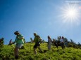 Wanderbare Gipfelklänge am 6. Juni 2015 - Gemeindealpe-Vorderötscher-Ötscherhias-Ötscherbasis Wienerbruck