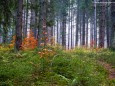 ANSTIEG DURCH DEN WALD NACH DEM JAGDHAUS - Rundwanderung Schöneben-Proles-Königskogel-Dürriegelalm-Schöneben