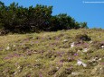 Blumenwiese - Auf die Graualm über Seeleiten, Prinzensteig zum Brandhof