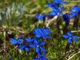 Enzian - Auf die Graualm über Seeleiten, Prinzensteig zum Brandhof