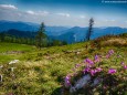 Auf die Graualm über Seeleiten, Prinzensteig zum Brandhof