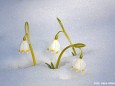 Frühlingsknotenblume - Foto: Hans Hölblinger