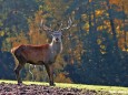 Hirsch - Foto: Hans Hölblinger