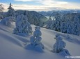 Wald - Foto: Hans Hölblinger