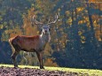 Hirsch Foto: Hans Hölblinger