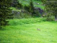 Es ist ein Reh entsprungen...Heilige und Heilende Wege nach Mariazell - Kräutergärten am Sebastianiweg