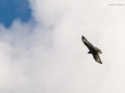 Bussard auf Nahrungssuche - Wanderung auf die Hinteralm (1450 m) ab Frein