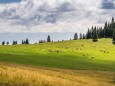 Hinteralm - Wanderung auf die Hinteralm (1450 m) ab Frein