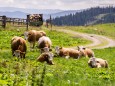 Hinteralm - Wanderung auf die Hinteralm (1450 m) ab Frein