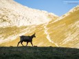 Gams im Ochsenreichkar - Hochschwab-Tour mit Sonnenuntergang und Sonnenaufgang am Gipfel