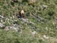 Gams am Gamssteig | hochschwab-rundwanderung-mit-steinbock-anblick-13072022-1698