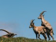 hochschwab-rundwanderung-mit-steinbock-anblick-13072022-1776