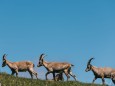 hochschwab-rundwanderung-mit-steinbock-anblick-13072022-1779