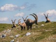 hochschwab-rundwanderung-mit-steinbock-anblick-13072022-1784