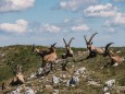 hochschwab-rundwanderung-mit-steinbock-anblick-13072022-1830