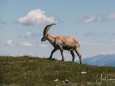 hochschwab-rundwanderung-mit-steinbock-anblick-13072022-1836