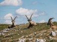 hochschwab-rundwanderung-mit-steinbock-anblick-13072022-1847