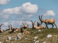 hochschwab-rundwanderung-mit-steinbock-anblick-13072022-1882