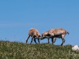 hochschwab-rundwanderung-mit-steinbock-anblick-13072022