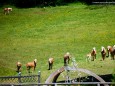 Die Haflinger lauschen dem Chorgesang - Höfe-Wanderung am Joachimsberg (28.5.2016)