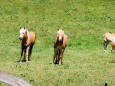 Die Haflinger lauschen dem Chorgesang - Höfe-Wanderung am Joachimsberg (28.5.2016)