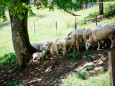 Höfe-Wanderung am Joachimsberg (28.5.2016)