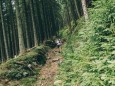 Abstieg in den Rotsohlgraben | Hohe Veitsch - Rundtour