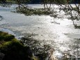 Dünnes Eis am Erlaufsee - 16.1.2011