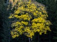 IN DER ROSSHÖLLE >kastenriegel-graualm-rundtour-ueber-rosshoelle-bschlagstatt_hohe-weichsel-hochschwabgebiet-27102021-0618