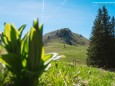 GR. KÖNIGSKOGEL - Wanderung - Großer Königskogel (1574m) über Schöneben und Dürriegel