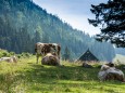 Anfang Falbersbachalm / Dürriegel-Königsalm-Königskogel Wandertour