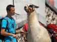 Lama Wanderung von Aflenz nach Mariazell