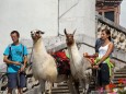 Lama Wanderung von Aflenz nach Mariazell