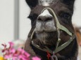 Lama Wanderung von Aflenz nach Mariazell