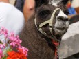 Lama Wanderung von Aflenz nach Mariazell