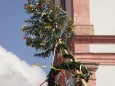 1. Mai 2012 - Maibaum aufstellen in Mariazell