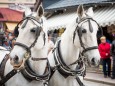 Das Schimmelgespann von Wolfgang Fisch zieht den Baum - Traditionelles Maibaumaufstellen in Mariazell am 1. Mai 2015