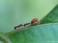 Ameisen gegen Marienkäfer - Foto: Maria Habertheuer