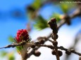 Lärchenblüte - Foto: Maria Habertheuer