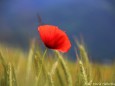 Mohn im Kornfeld - Foto: Maria Habertheuer