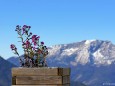 Mariazeller Bürgeralpe - Ausblick auf den Ötscher