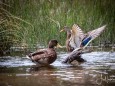 wildenten-hubertussee-walstern-2786